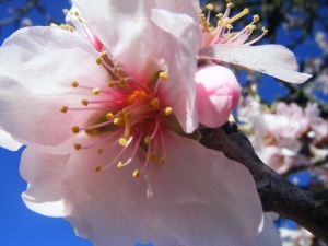 És l'època de la florida; també el blog floreix i esperem que doni bons fruïts